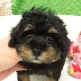 タイニープードル