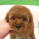 タイニープードル