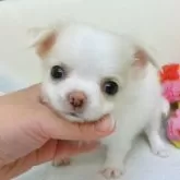 チワワ(ロング)