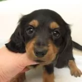 ミニチュアダックスフンド(ロング)【大阪府・女の子・2025年9月9日・ブラック&タン】の写真1