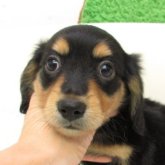 ミニチュアダックスフンド(ロング)