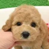 タイニープードル