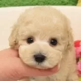 ティーカッププードル