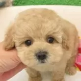タイニープードル