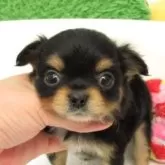 チワワ(ロング)