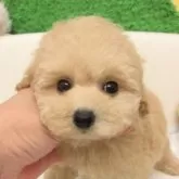 タイニープードル