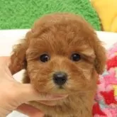 タイニープードル