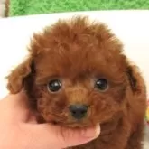 ティーカッププードル
