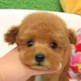 ティーカッププードル