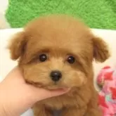 タイニープードル