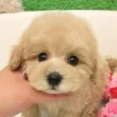 タイニープードル