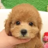 タイニープードル