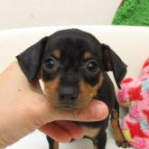 ミニチュアピンシャー