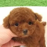 ティーカッププードル