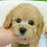 タイニープードル