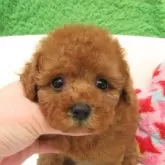 タイニープードル