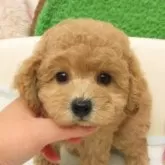 トイプードル(トイ)