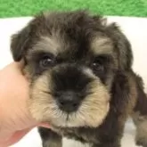 ミニチュアシュナウザー【大阪府・男の子・2025年9月10日・ソルト&ペッパー】の写真1