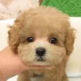 タイニープードル