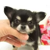 チワワ(ロング)