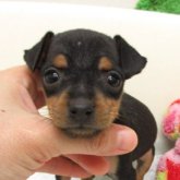 ミニチュアピンシャー