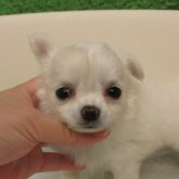 チワワ(ロング)