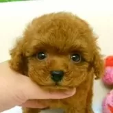 ティーカッププードル