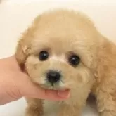 タイニープードル