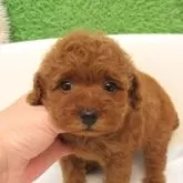 タイニープードル