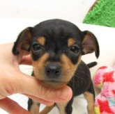 ミニチュアピンシャー