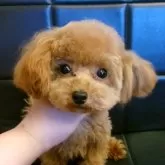 ティーカッププードル