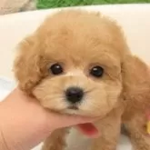 ティーカッププードル