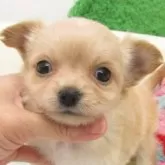 チワワ(ロング)