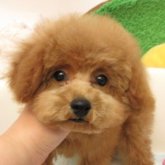 トイプードル(ティーカップ)