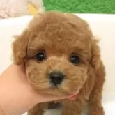 タイニープードル