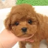 タイニープードル