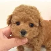 ティーカッププードル