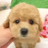 タイニープードル