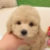 タイニープードル
