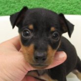 ミニチュアピンシャー