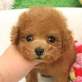 ティーカッププードル