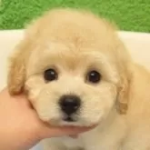 タイニープードル