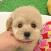 タイニープードル