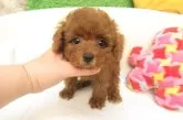 タイニープードル【大阪府・男の子・2025年5月28日・レッドフォーン(レッド)】の写真2