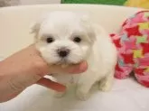マルチーズ【大阪府・女の子・2025年10月1日・ホワイト】の写真2