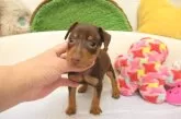 ミニチュアピンシャー【大阪府・男の子・2024年10月8日・チョコレート&タン】の写真3
