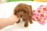 タイニープードル【大阪府・男の子・2025年5月28日・レッドフォーン(レッド)】の写真3