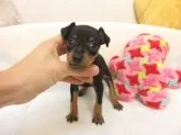 ミニチュアピンシャー【大阪府・男の子・2025年9月17日・ブラック&タン】の写真3