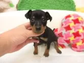 ミニチュアピンシャー【大阪府・男の子・2025年9月16日・ブラック&タン】の写真3