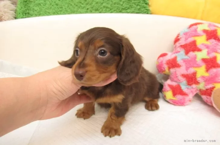 ミニチュアダックスフンド(ロング)【大阪府・女の子・2025年5月12日